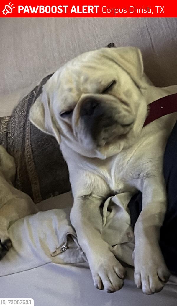 Lost Male Dog last seen London area, Corpus Christi, TX 78415