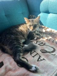 Reunited Female Cat last seen Near Thorn Dr., Concord, CA 94521