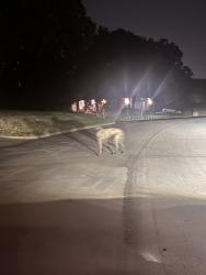 Found/Stray Unknown Dog last seen 77th and Canton/Braden, Tulsa, OK 74136
