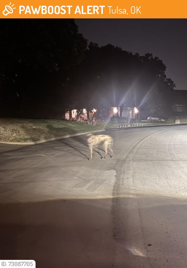 Found/Stray Unknown Dog last seen 77th and Canton/Braden, Tulsa, OK 74136