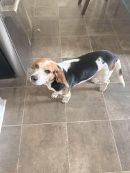 Found/Stray Female Dog last seen Northforest drive, Guilford County, NC 27301