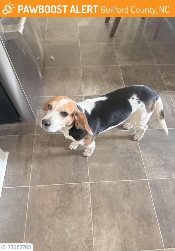 Found/Stray Female Dog last seen Northforest drive, Guilford County, NC 27301