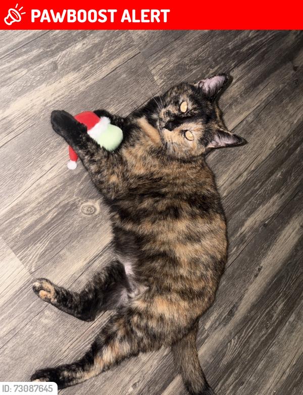 Lost Female Cat last seen Thorn Grove Pike & Smith School Rd., Strawberry Plains, TN 37871