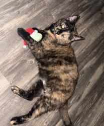 Lost Female Cat last seen Thorn Grove Pike & Smith School Rd., Strawberry Plains, TN 37871