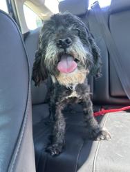 Found/Stray Male Dog last seen Raysack Ave, Lancaster, CA 93535