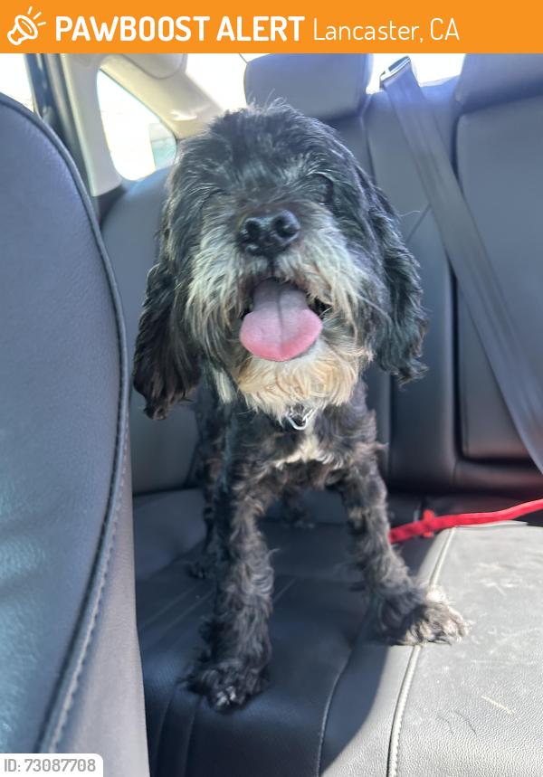 Found/Stray Male Dog last seen Raysack Ave, Lancaster, CA 93535