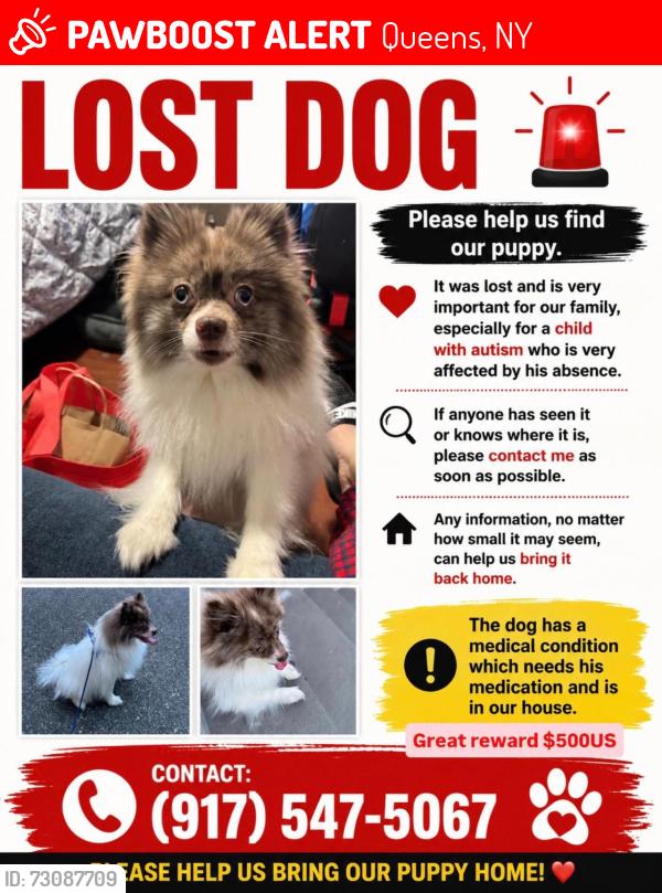 Lost Male Dog last seen Queens ozone park , Queens, NY 11416