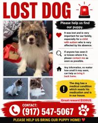 Lost Male Dog last seen Queens ozone park , Queens, NY 11416