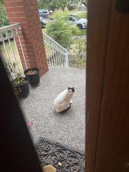 Found/Stray Unknown Cat last seen Near Magee school, Vancouver, BC V6M 2N5