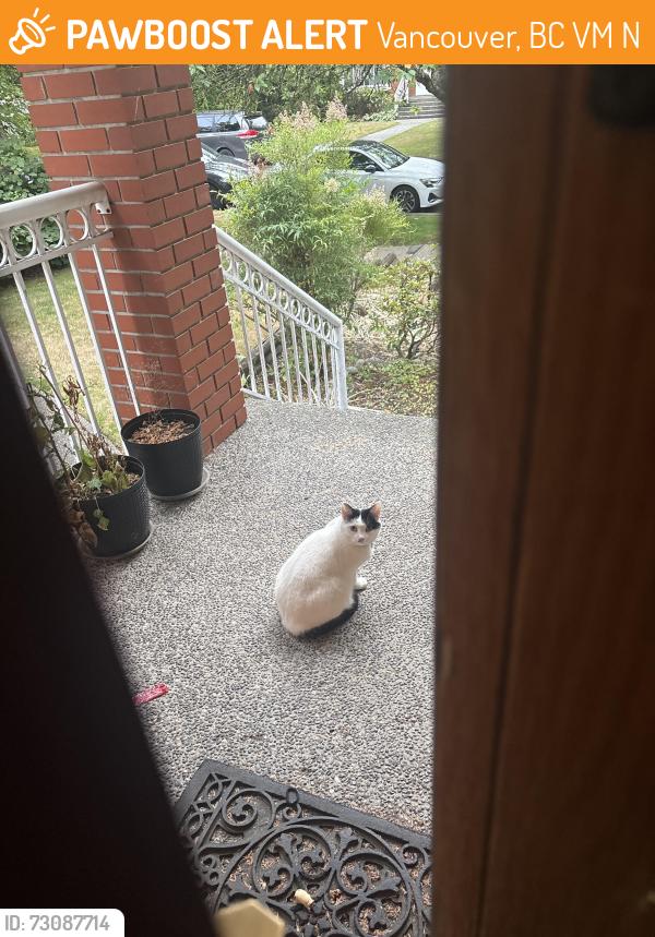 Found/Stray Unknown Cat last seen Near Magee school, Vancouver, BC V6M 2N5