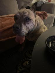 Found/Stray Female Dog last seen Forest edge drive and columbine ct, Columbus, OH 43230