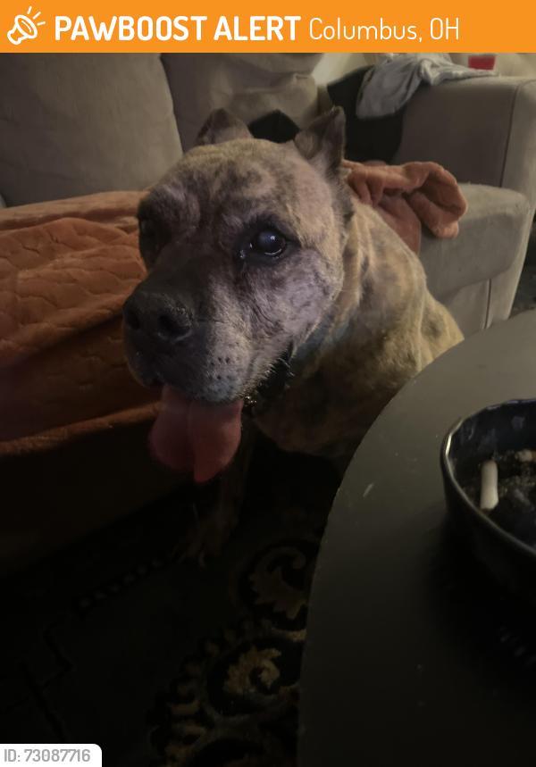 Found/Stray Female Dog last seen Forest edge drive and columbine ct, Columbus, OH 43230