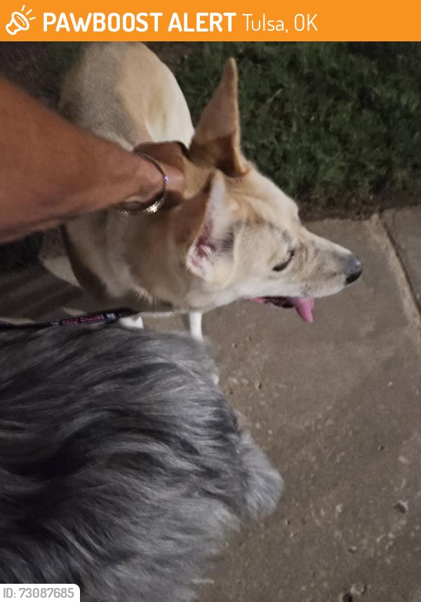 Found/Stray Unknown Dog last seen Hop the griffin, Tulsa, OK 74136