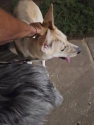 Found/Stray Unknown Dog last seen Hop the griffin, Tulsa, OK 74136