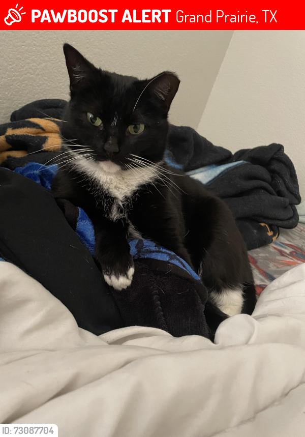 Lost Female Cat last seen On Silver Sage Lane, Grand Prairie, TX 75052