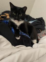 Lost Female Cat last seen On Silver Sage Lane, Grand Prairie, TX 75052