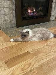 Reunited Male Cat last seen Bryant (62nd and 28th AVE NE), Seattle, WA 98115