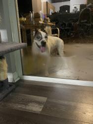 Reunited Male Dog last seen Sarasota and slama, Palm Bay, FL 32909