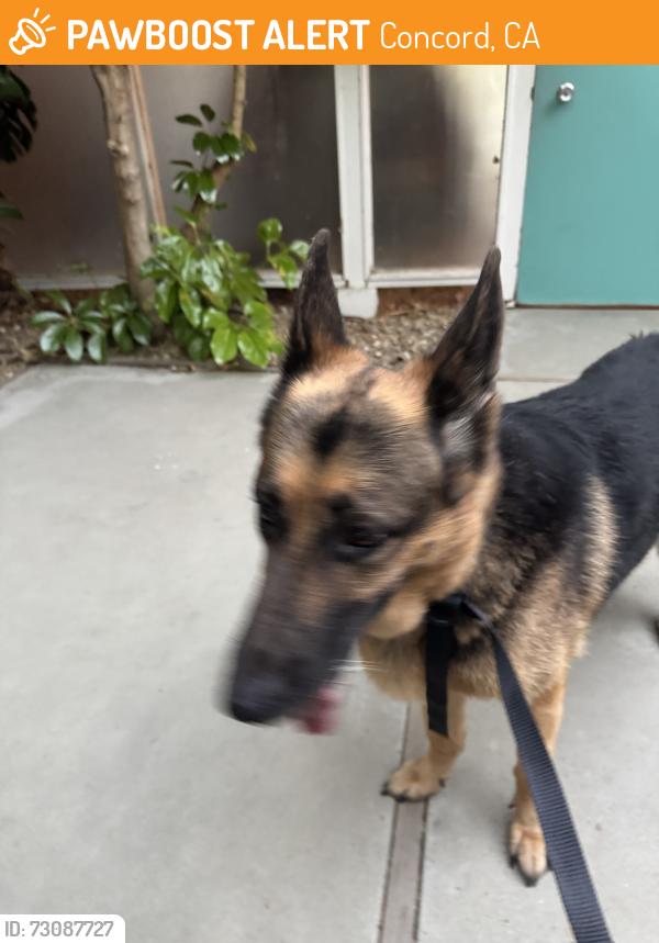 Found/Stray Unknown Dog last seen mendacino, Concord, CA 94521