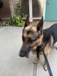 Found/Stray Unknown Dog last seen mendacino, Concord, CA 94521