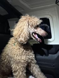 Found/Stray Unknown Dog last seen Harden parkway, Salinas, CA 93906