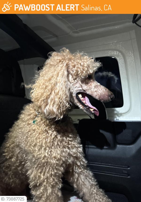 Found/Stray Unknown Dog last seen Harden parkway, Salinas, CA 93906