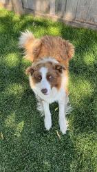 Reunited Male Dog last seen Joseph, Otis Orchards-East Farms, WA 99027