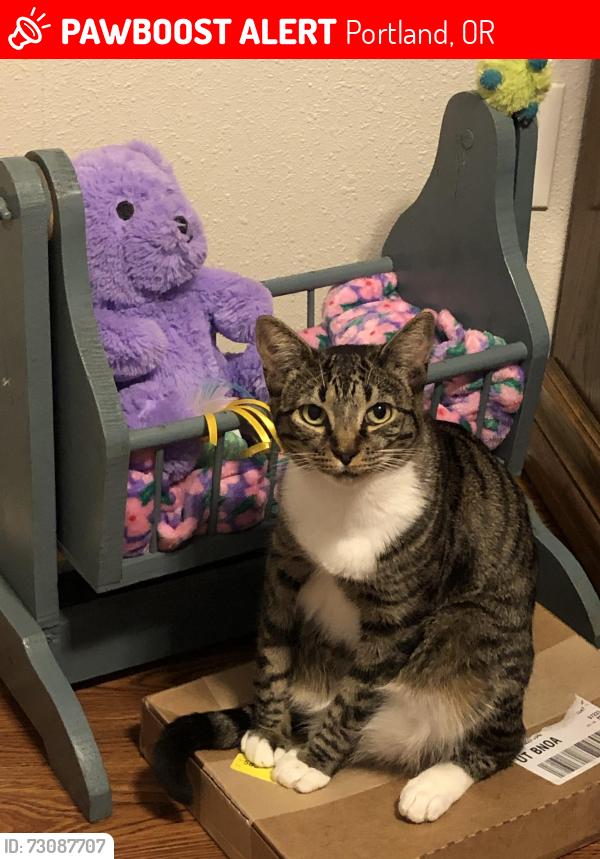 Lost Female Cat last seen Whole foods, Portland, OR 97223