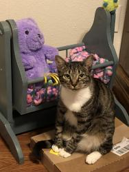 Lost Female Cat last seen Whole foods, Portland, OR 97223