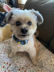 Reunited Male Dog last seen Meade and 52nd street , Chicago, IL 60638