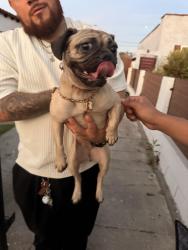 Found/Stray Female Dog last seen 77th and Harvard, Los Angeles, CA 90047