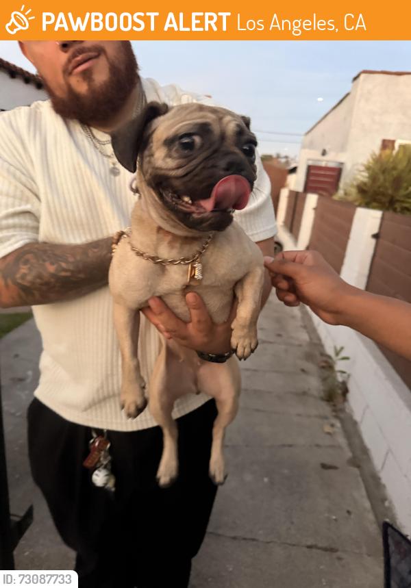 Found/Stray Female Dog last seen 77th and Harvard, Los Angeles, CA 90047