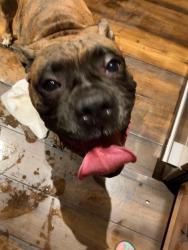 Reunited Male Dog last seen Bayview Blvd & Red Point Rd, Cecil County, MD 21901