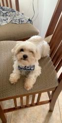Lost Female Dog last seen E Oklahoma , N Birmingham, Tulsa, OK 74110