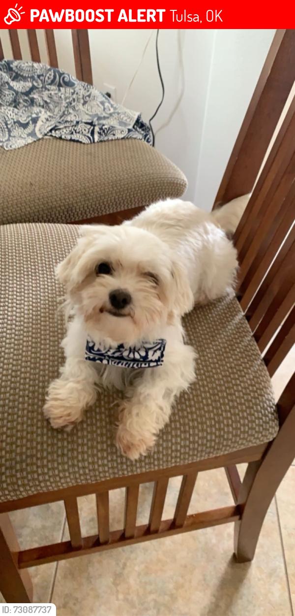 Lost Female Dog last seen E Oklahoma , N Birmingham, Tulsa, OK 74110