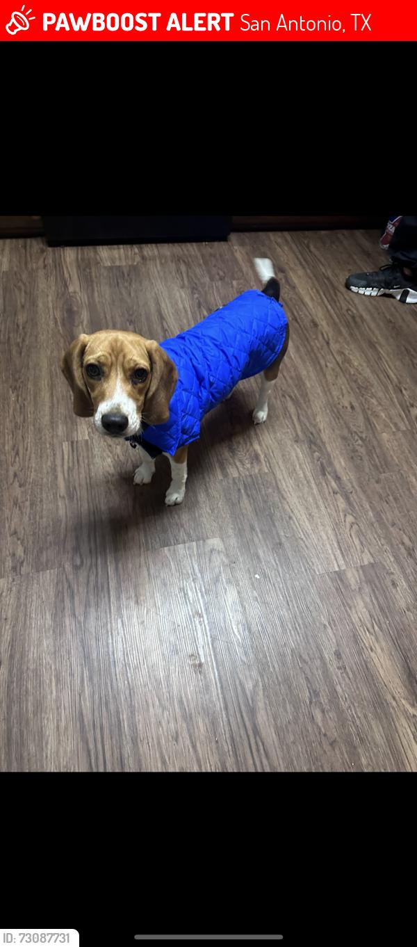 Lost Female Dog last seen Shaenfield and 1560, San Antonio, TX 78254