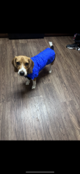 Lost Female Dog last seen Shaenfield and 1560, San Antonio, TX 78254