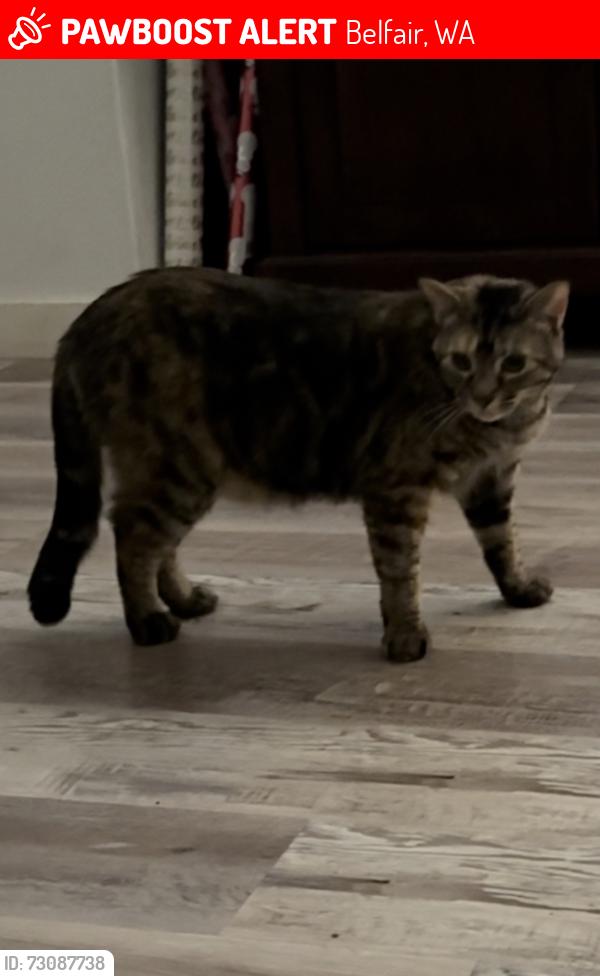 Lost Female Cat last seen Larson lake rd, schooner loop, Belfair, WA 98528