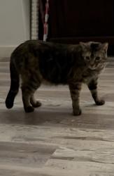 Lost Female Cat last seen Larson lake rd, schooner loop, Belfair, WA 98528