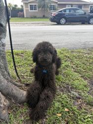 Lost Male Dog last seen norwood elementary, Miami Gardens, FL 33056