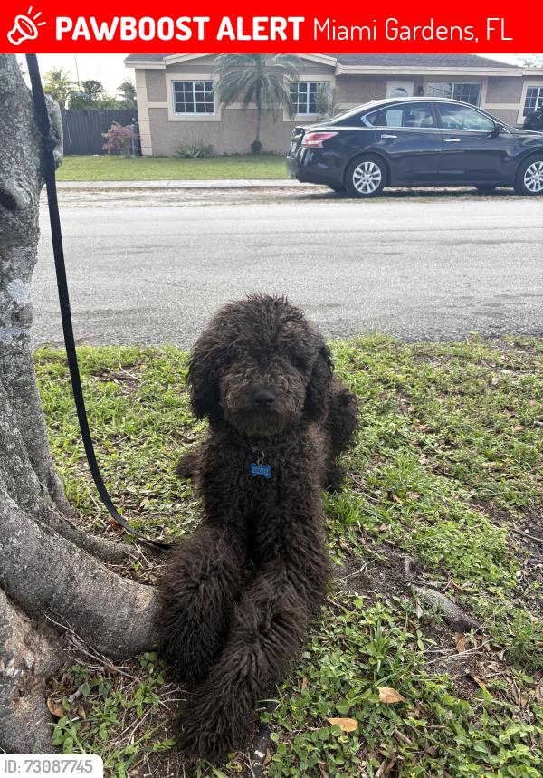 Lost Male Dog last seen norwood elementary, Miami Gardens, FL 33056