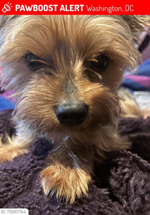 Lost Male Dog last seen Anacostia library , Washington, DC 20020