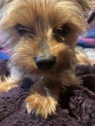 Lost Male Dog last seen Anacostia library , Washington, DC 20020