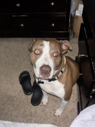 Reunited Female Dog last seen Pine track pass, Silver Springs Shores, FL 34472
