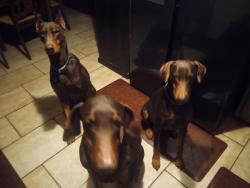 Reunited Male Dog last seen 30th and MacArthur, Oklahoma City, OK 73127