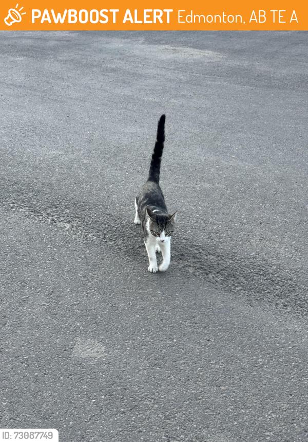 Found/Stray Unknown Cat last seen The barracks apmt , Edmonton, AB T5E 7A7