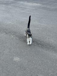 Found/Stray Unknown Cat last seen The barracks apmt , Edmonton, AB T5E 7A7