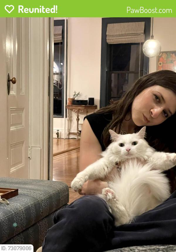 Reunited Male Cat last seen Lincoln/Eastern Parkway, Brooklyn, NY 11216