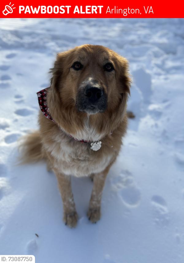 Lost Female Dog last seen Langston Blvd and N Quincy St, Arlington, VA 22207