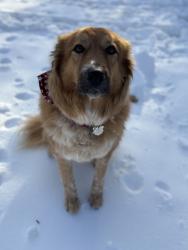 Lost Female Dog last seen Langston Blvd and N Quincy St, Arlington, VA 22207